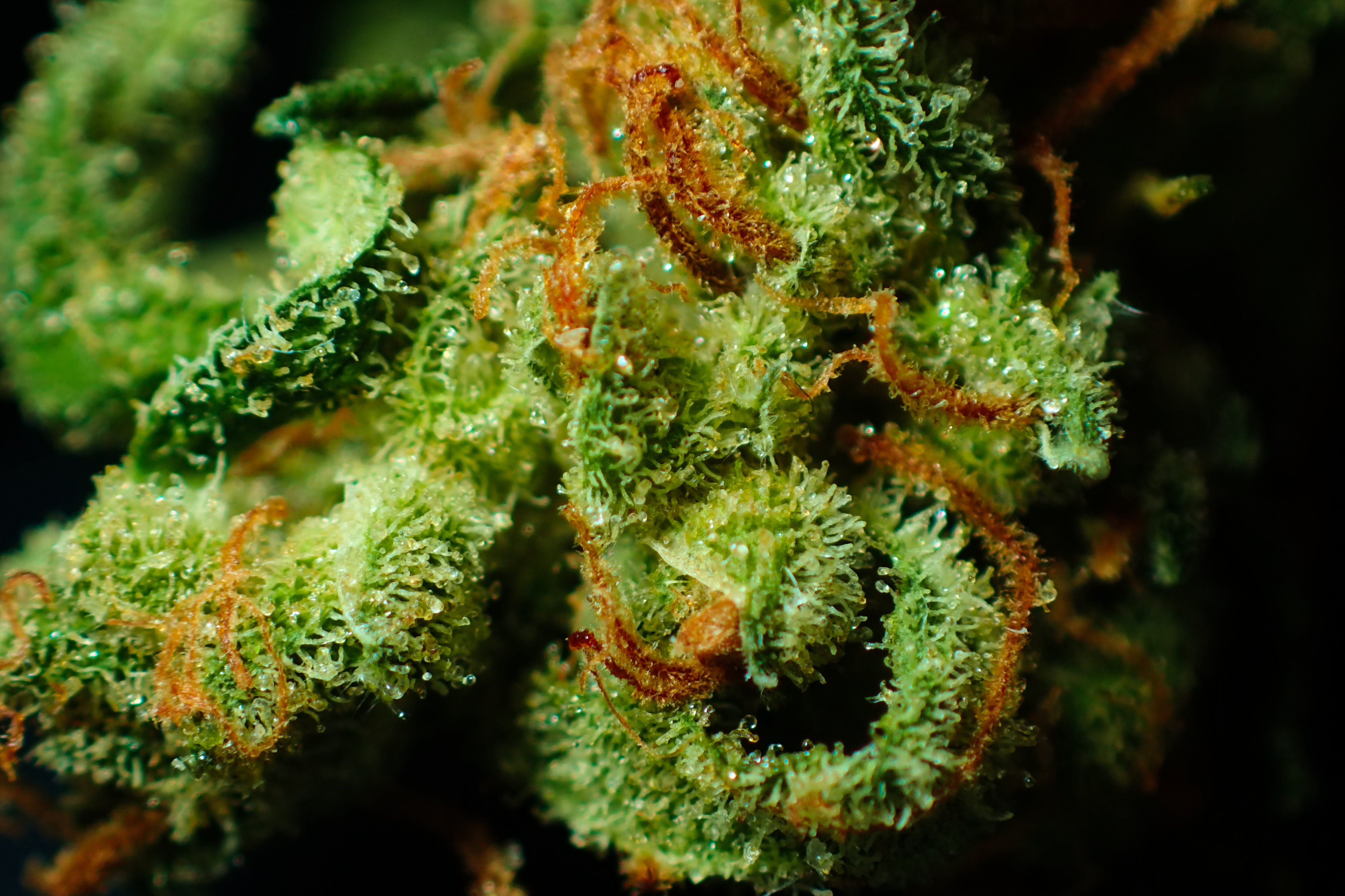 Closeup of marijuana flower bud.