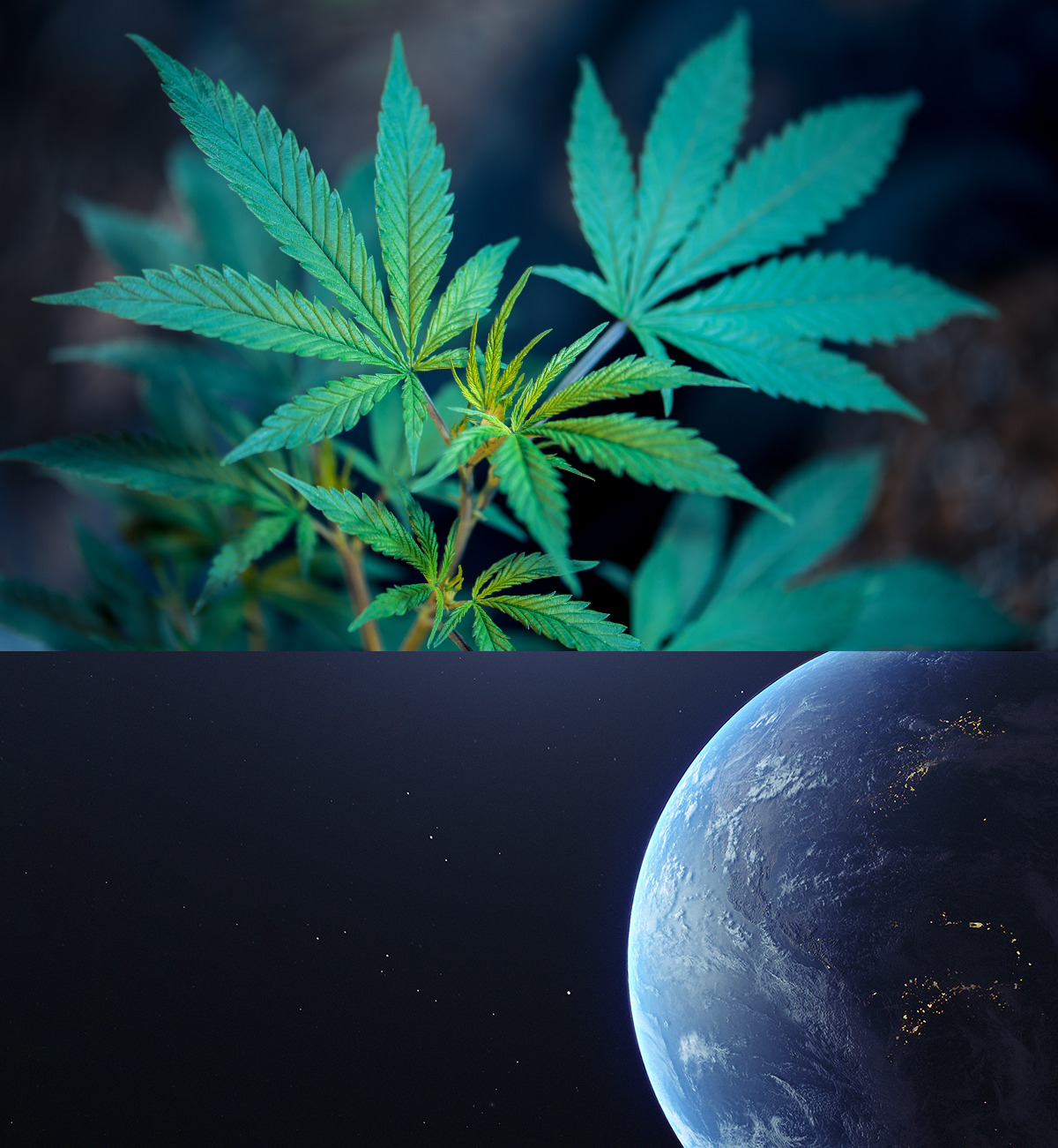 (Top) Marijuana plant. (Bottom) Earth from space.